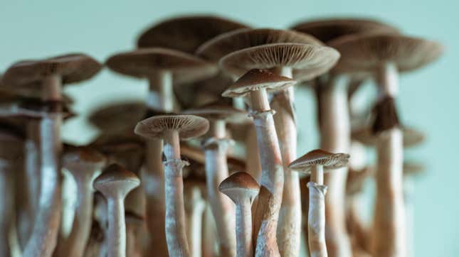 Image for article titled Largest Trial Yet Shows Promising Results for Psilocybin as Depression Treatment