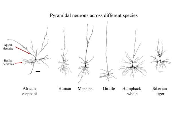 Elephant brain studies