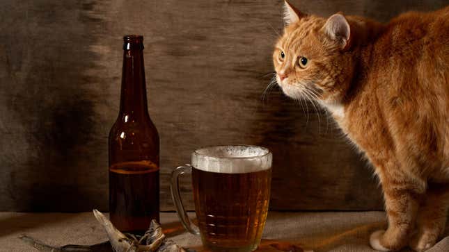 Image for article titled Why You Always See Cats at Breweries