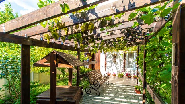 Image for article titled How to Grow Vines on Your Pergola