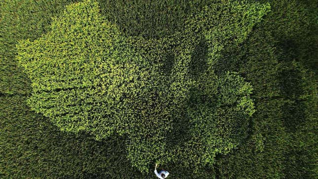 A rice paddy field in Zhonghong village, on the outskirts of Shanghai.