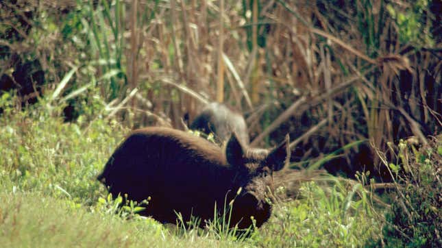 A feral hog at Merritt Island National Wildlife Refuge standing in tall grass.