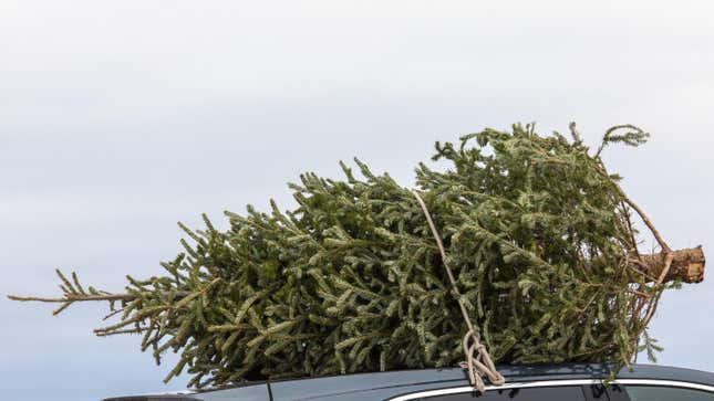 Image for article titled How to (Legally) Cut Down Your Own Christmas Tree in a National Forest