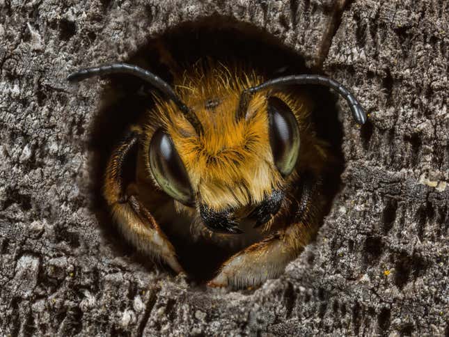 A bee peering out of a hole in some wood in Staffordshire, England.