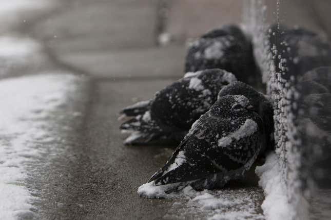 Image for article titled How cold is North America this week? Picture this