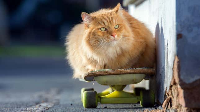 Head-on photo of a longhaired orange cat sitting on a beat-up skateboard with bright green plastic trucks and wheels.