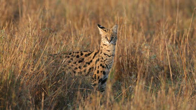 Photo of serval in grassland