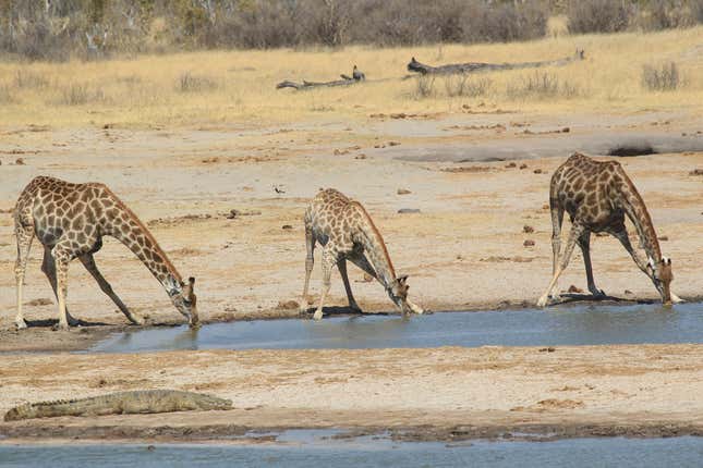 Giraffes face extinction as their numbers decline rapidly due to shrinking habitats