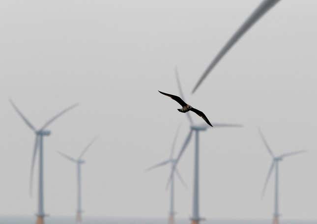 Wind farms such as these place birds at risk of death.