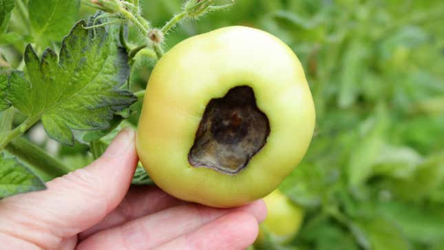 Image for article titled How to Stop Blossom End Rot on Your Tomatoes and Squash