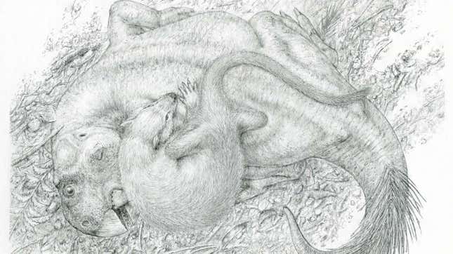 Ilustración del Repenomamus atacando al Psittacosaurus.
