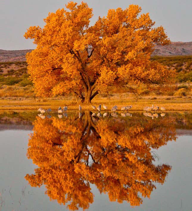 Cottonwood tree.