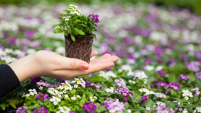 Image for article titled How to Get Free Mother&#39;s Day Flowers From Lowe&#39;s