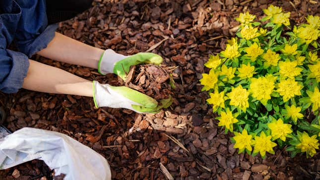 Image for article titled How to Use Mulch in Your Flowerbeds and Garden