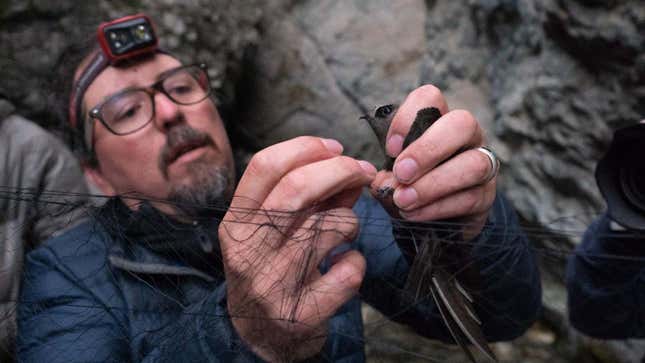 Rob Sparks extrayendo un vencejo negro de una red de niebla en Zapata Falls