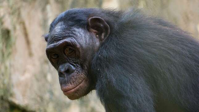 Graban por primera vez a un chimpancé masturbándose con un objeto creado por humanos