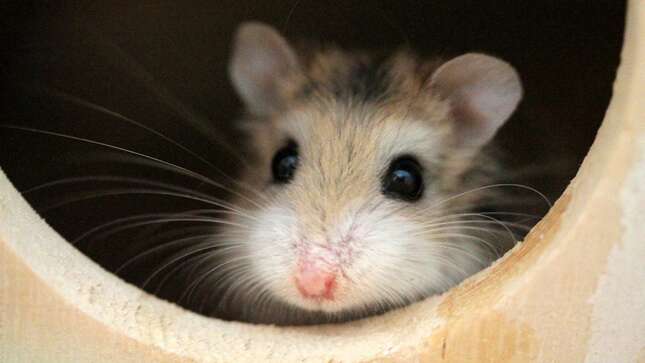 Imagen para el artículo titulado Hong Kong sacrificará a 2000 hámsters importados de Europa por miedo a que transmitan el coronavirus