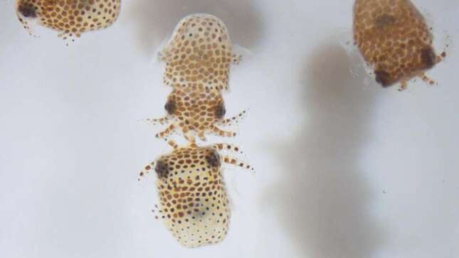 SpaceX llevará a la Estación espacial internacional calamares, tardígrados y aguacates