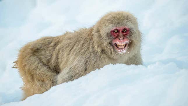 Imagen para el artículo titulado Aumentan los ataques de macacos a humanos en el suroeste de Japón