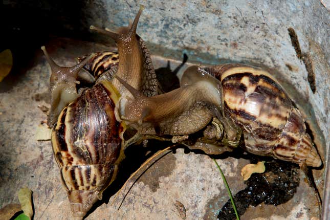 Photo of snails