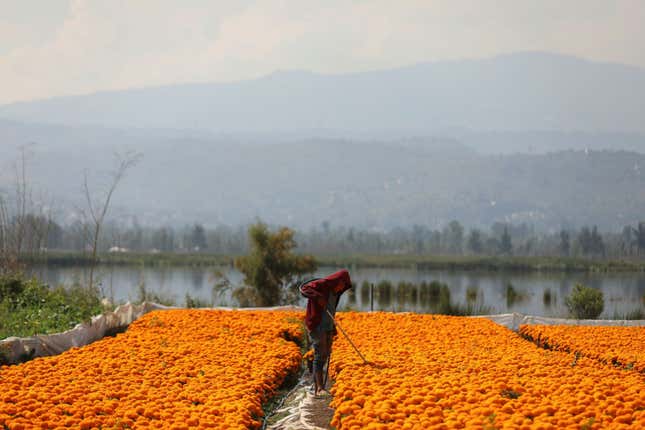 A person is shown working in a field of bright orange marigolds with mountains in the distance.
