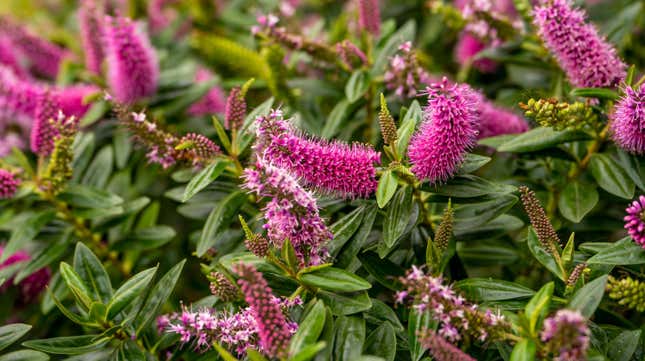 Image for article titled 7 Shrubs to Plant Now so They Bloom in the Spring