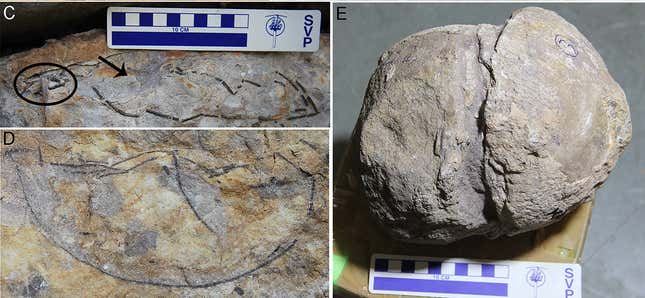 A compressed egg (left) and a deformed egg (right) found in the nesting sites.