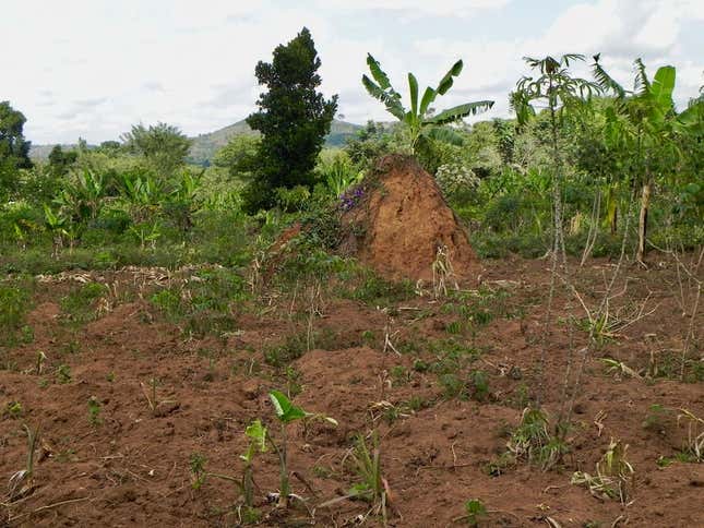 Forest restoration on small farms bordering Mpanga Forest Reserve, Uganda, can bring high levels of benefits and is relatively feasible to achieve.