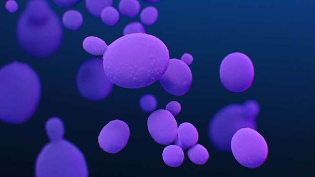 Ha surgido un súper hongo mortal en Brasil gracias a la <i>ayuda</i> del Covid-19