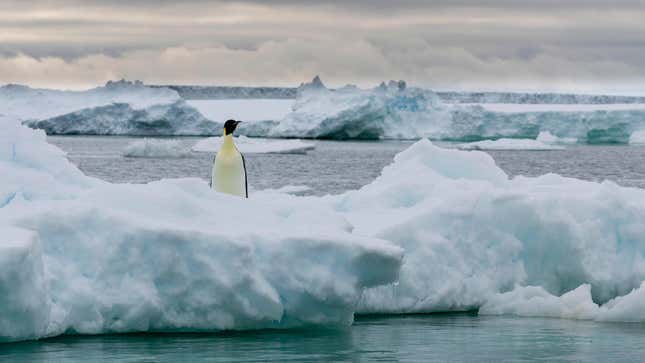 Emperor penguin (Aptenodytes forsteri) on iceberg, Larsen C ice shelf, Weddell Sea, Antarctica. 