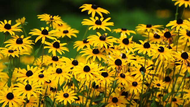 Image for article titled 10 Plants That Will Turn Your Back Yard Into a Wildlife Sanctuary