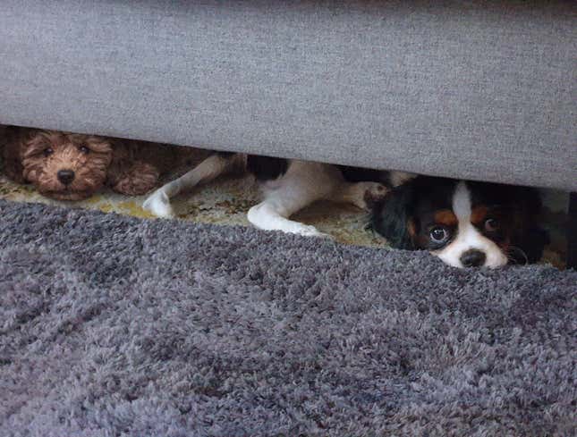 Image for article titled Puppy Bowl Competitors Hide Under Couch During Terrifying Halftime Fireworks Display