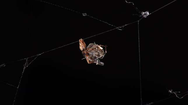 Arañas teniendo sexo