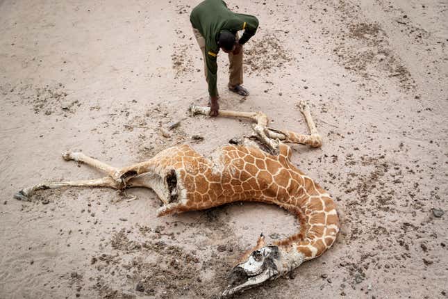 A ranger inspects the body of a giraffe that died of starvation.