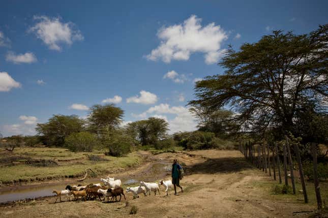 A drying riverbed below the Mau forest near Narok. This is one of the rivers that supply Lake Victoria.