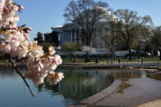 Photo of cherry blossoms in D.C.