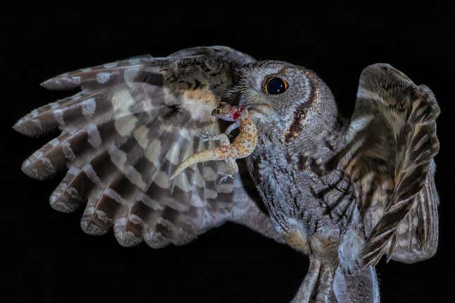 Photo of owl carrying gecko
