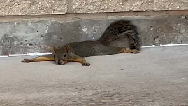 Screenshot of squirrel splayed out