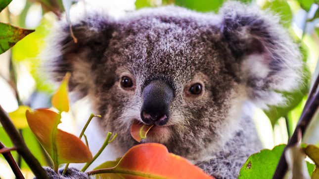 A baby koala is seen at the Wild Life Sydney Zoo on October 14, 2021 in Sydney, Australia.