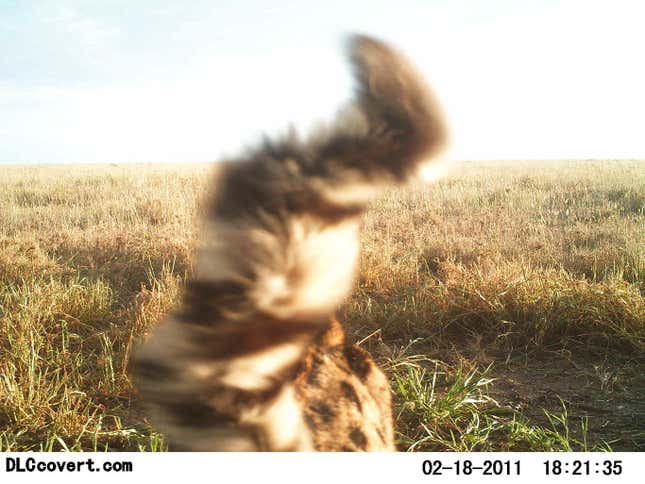 Image for article titled Photos: The secret lives of the Serengeti’s most elusive wild animals