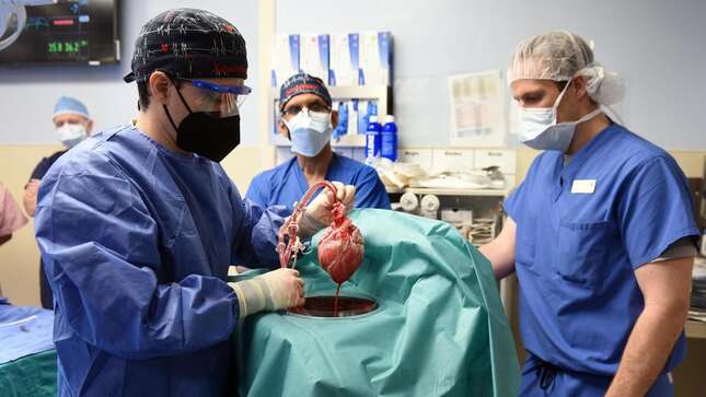 Muere el hombre al que se trasplantó por primera vez un corazón de cerdo