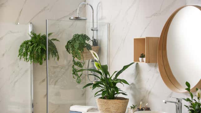 Image for article titled The Best Plants to Grow in Your Shower