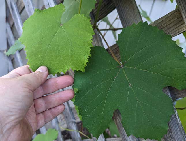 The pale green leaf is perfect, the dark green leaf is too mature for eating. 