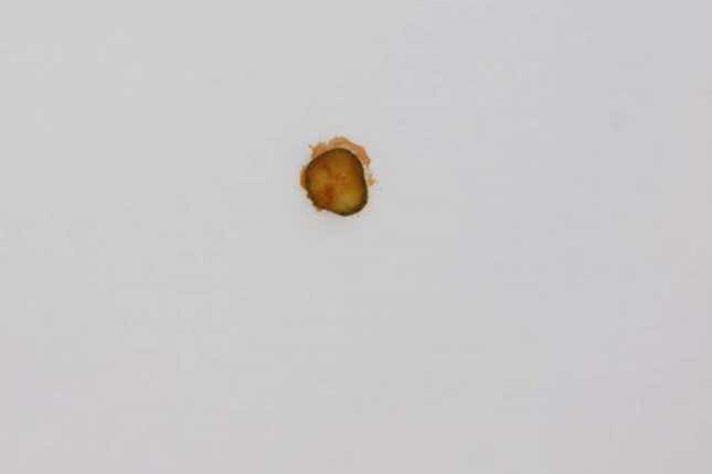 Imagen para el artículo titulado Cómo un pepinillo de McDonalds pegado en un techo se convirtió en una obra de arte