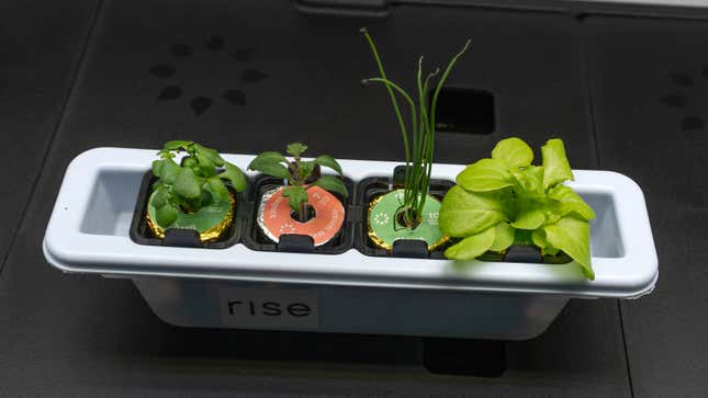 A close-up of the Rise Garden's plastic nursery with four seed pods that successfully sprouted.