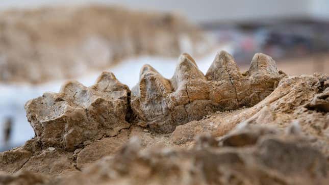 Mastodon teeth, dug out of an ancient petrified forest in California.