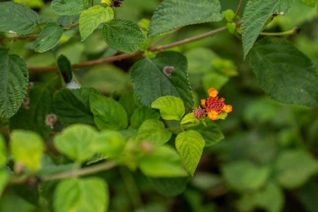 Lantana camara, a tropical American shrub with pretty flowers is considered one of the top 10 worst invasive species by the IUCN.