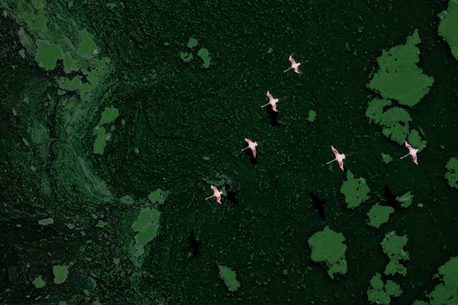 A flock of lesser flamingos flying over Lake Bogoria, Kenya.