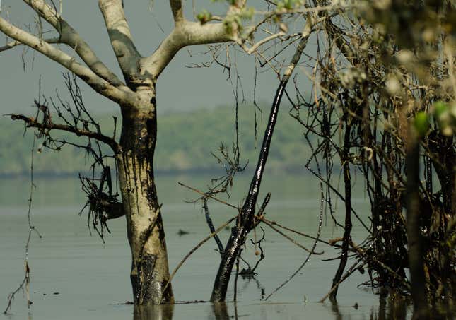 Oil sticking to trees over 40km from the site of the spill.