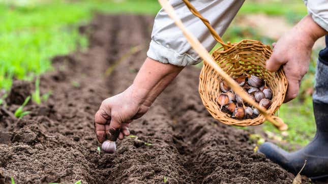 Close-up, side-view photo of a person holding a small basket of garlic cloves with their left hand and planting a clove in soil with their right.